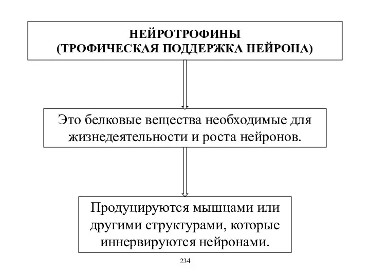 НЕЙРОТРОФИНЫ (ТРОФИЧЕСКАЯ ПОДДЕРЖКА НЕЙРОНА) Это белковые вещества необходимые для жизнедеятельности и