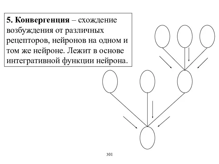 5. Конвергенция – схождение возбуждения от различных рецепторов, нейронов на одном