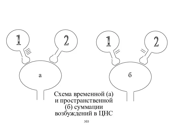 Схема временной (а) и пространственной (б) суммации возбуждений в ЦНС а б 303