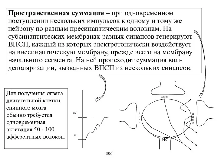 Пространственная суммация – при одновременном поступлении нескольких импульсов к одному и