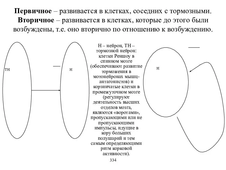 Первичное – развивается в клетках, соседних с тормозными. Вторичное – развивается