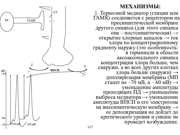 110 мВ 120 мВ е е 1. Тормозной медиатор (глицин или