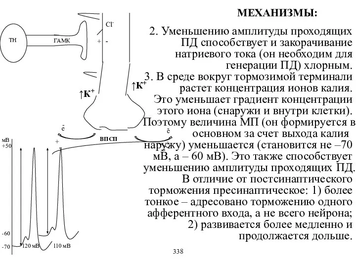 110 мВ 120 мВ е е мВ +50 -70 -60 ТН