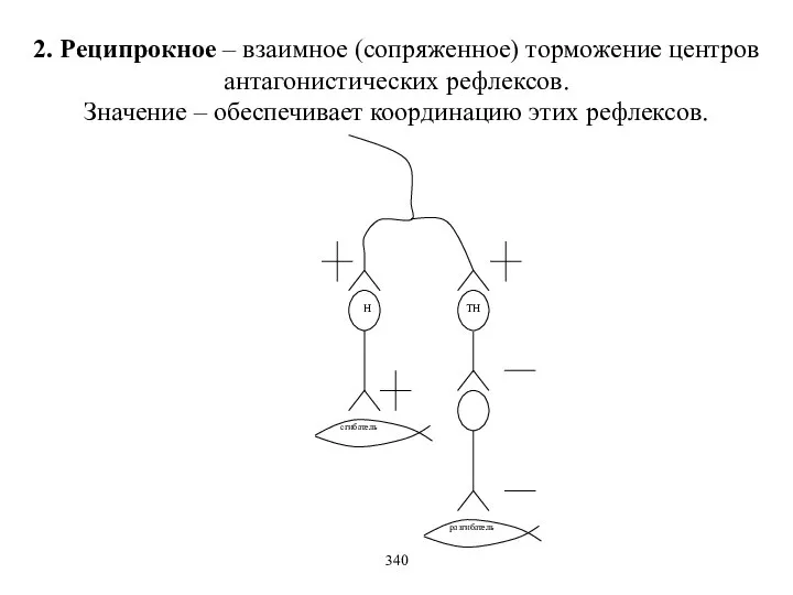 2. Реципрокное – взаимное (сопряженное) торможение центров антагонистических рефлексов. Значение –