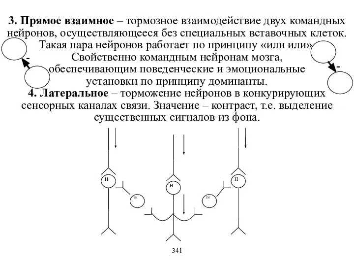 - 3. Прямое взаимное – тормозное взаимодействие двух командных нейронов, осуществляющееся