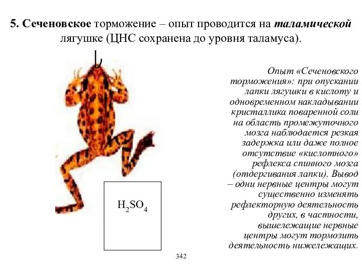 5. Сеченовское торможение – опыт проводится на таламической лягушке (ЦНС сохранена