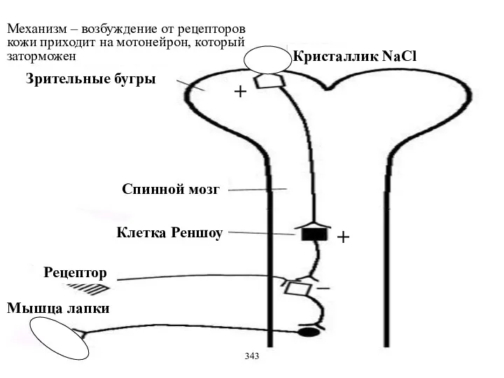 Механизм – возбуждение от рецепторов кожи приходит на мотонейрон, который заторможен