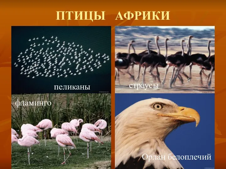 ПТИЦЫ АФРИКИ пеликаны страусы фламинго Орлан белоплечий