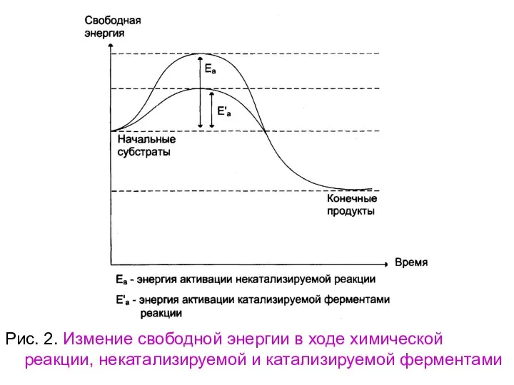 Рис. 2. Измение свободной энергии в ходе химической реакции, некатализируемой и катализируемой ферментами