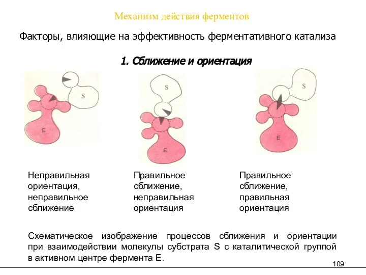 Механизм действия ферментов Факторы, влияющие на эффективность ферментативного катализа 1. Сближение и ориентация