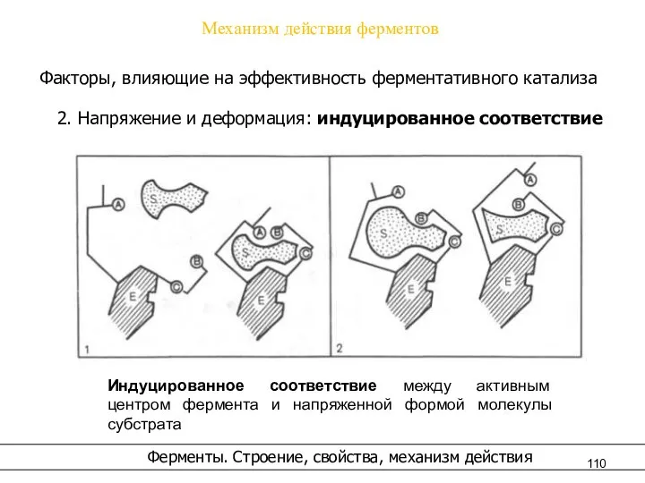 Механизм действия ферментов Факторы, влияющие на эффективность ферментативного катализа 2. Напряжение