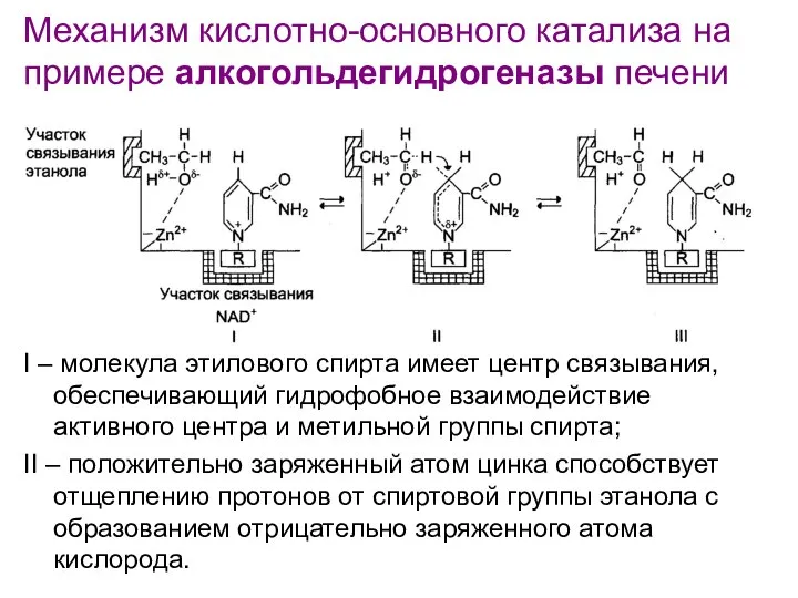 Механизм кислотно-основного катализа на примере алкогольдегидрогеназы печени I – молекула этилового