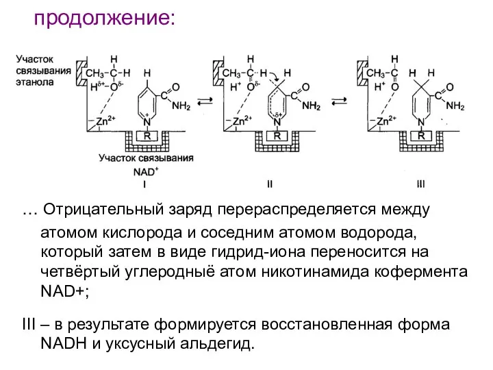 продолжение: … Отрицательный заряд перераспределяется между атомом кислорода и соседним атомом