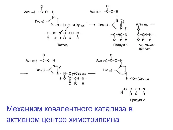 Механизм ковалентного катализа в активном центре химотрипсина