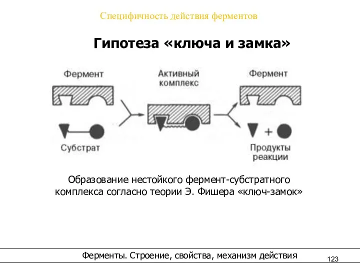 Специфичность действия ферментов Гипотеза «ключа и замка» Ферменты. Строение, свойства, механизм