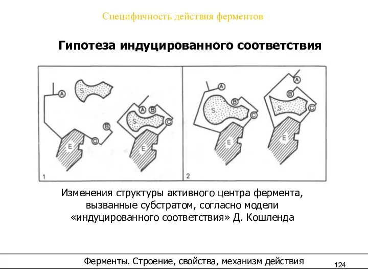 Специфичность действия ферментов Гипотеза индуцированного соответствия Изменения структуры активного центра фермента,