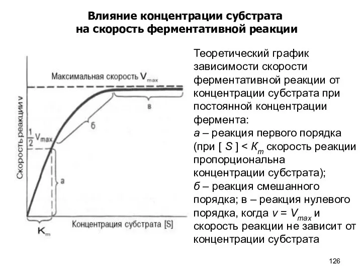 Влияние концентрации субстрата на скорость ферментативной реакции