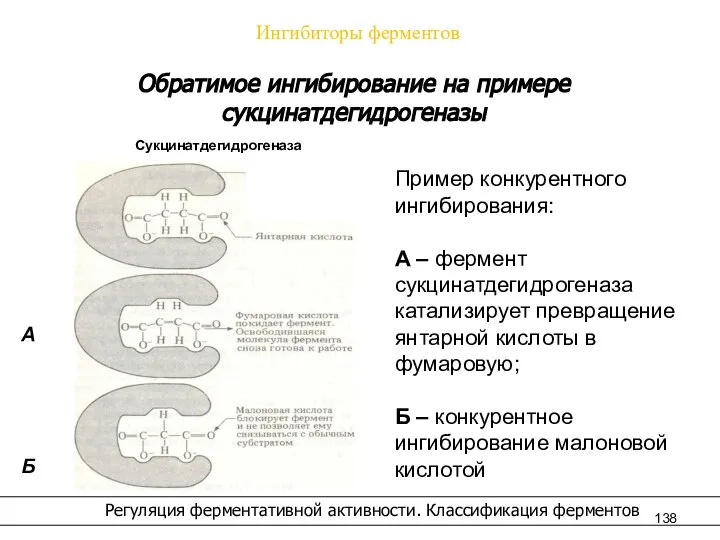 Ингибиторы ферментов Регуляция ферментативной активности. Классификация ферментов Обратимое ингибирование на примере сукцинатдегидрогеназы