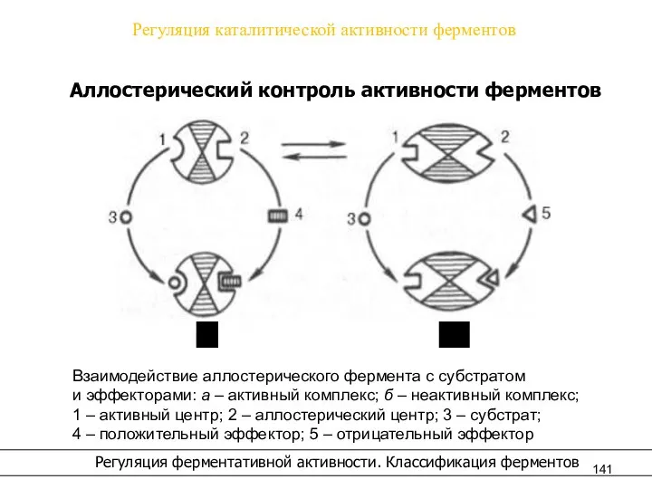 Регуляция каталитической активности ферментов Регуляция ферментативной активности. Классификация ферментов Аллостерический контроль активности ферментов а б