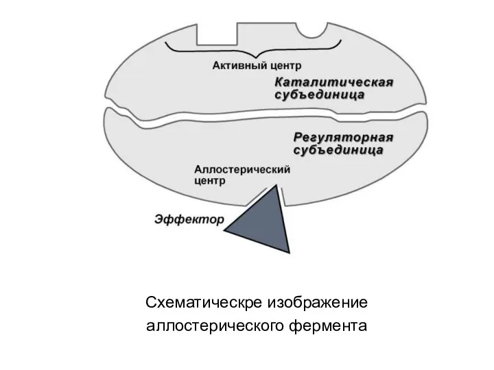 Схематическре изображение аллостерического фермента