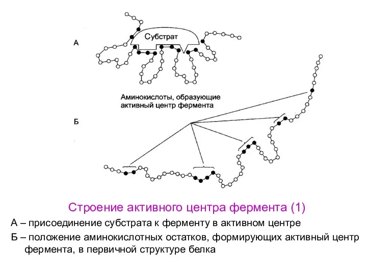 Строение активного центра фермента (1) А – присоединение субстрата к ферменту