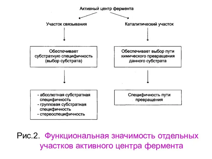 Рис.2. Функциональная значимость отдельных участков активного центра фермента