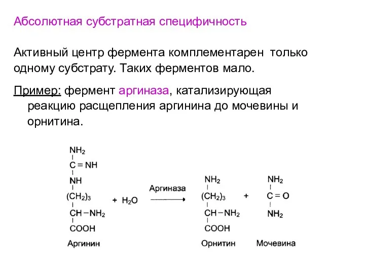 Абсолютная субстратная специфичность Активный центр фермента комплементарен только одному субстрату. Таких