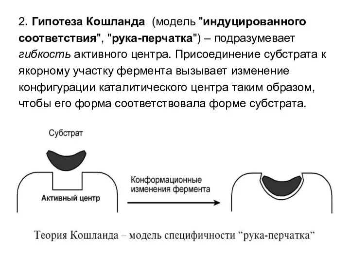 2. Гипотеза Кошланда (модель "индуцированного соответствия", "рука-перчатка") – подразумевает гибкость активного