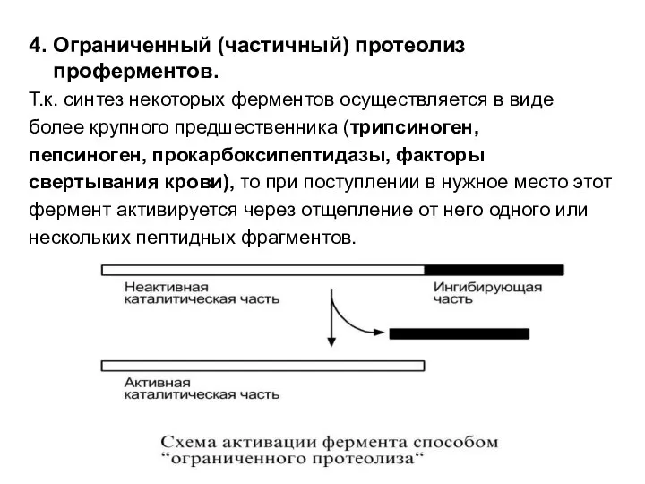 4. Ограниченный (частичный) протеолиз проферментов. Т.к. синтез некоторых ферментов осуществляется в