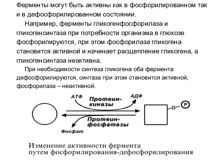 Ферменты могут быть активны как в фосфорилированном так и в дефосфорилированном