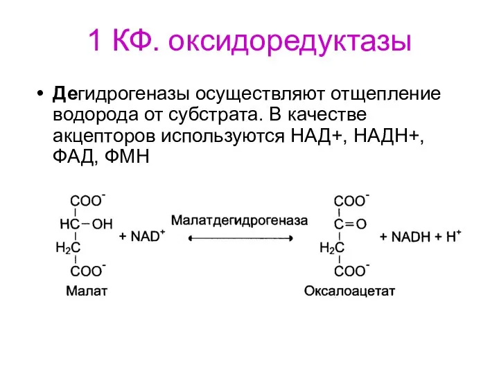 1 КФ. оксидоредуктазы Дегидрогеназы осуществляют отщепление водорода от субстрата. В качестве