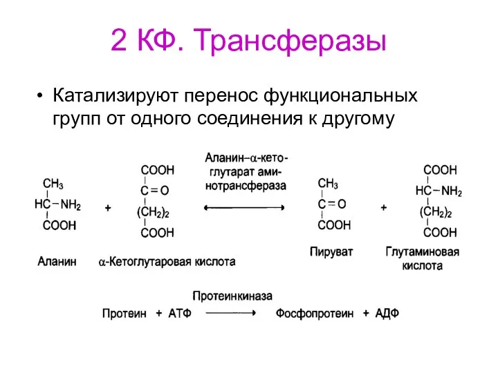 2 КФ. Трансферазы Катализируют перенос функциональных групп от одного соединения к другому