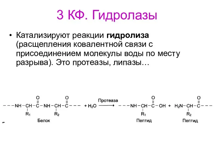 3 КФ. Гидролазы Катализируют реакции гидролиза (расщепления ковалентной связи с присоединением