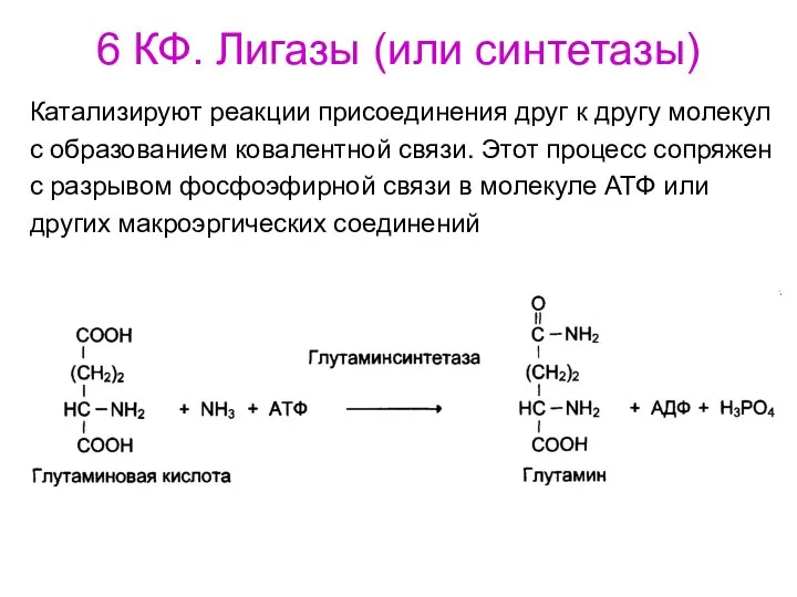 6 КФ. Лигазы (или синтетазы) Катализируют реакции присоединения друг к другу