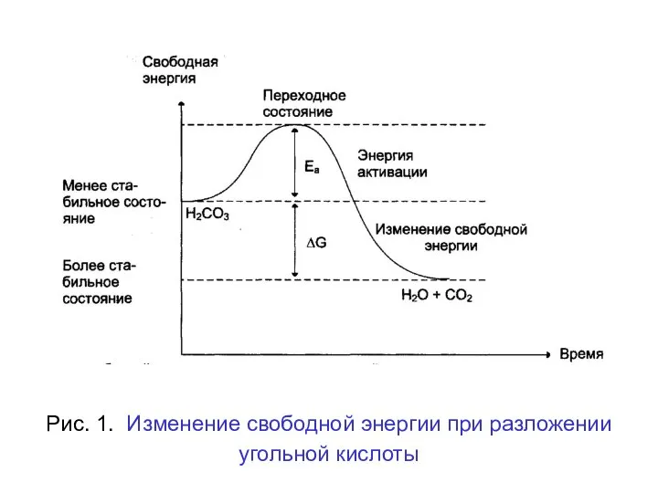 Рис. 1. Изменение свободной энергии при разложении угольной кислоты