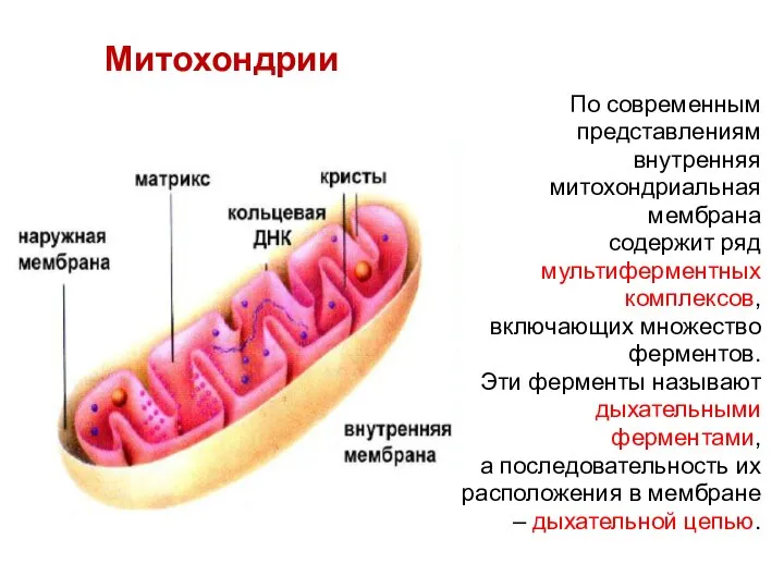 Митохондрии По современным представлениям внутренняя митохондриальная мембрана содержит ряд мультиферментных комплексов,