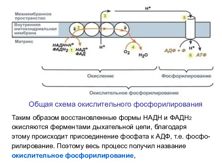 Общая схема окислительного фосфорилирования Таким образом восстановленные формы НАДН и ФАДН2