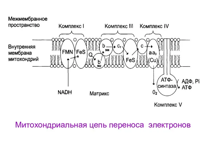 Митохондриальная цепь переноса электронов