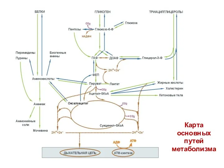 Карта основных путей метаболизма