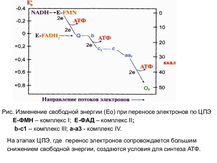 Рис. Изменение свободной энергии (Ео) при переносе электронов по ЦПЭ Е-ФМН