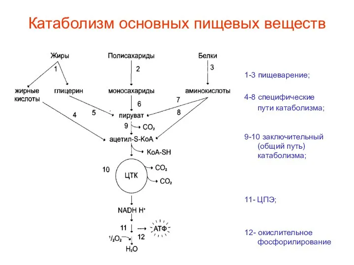 Катаболизм основных пищевых веществ 1-3 пищеварение; 4-8 специфические пути катаболизма; 9-10