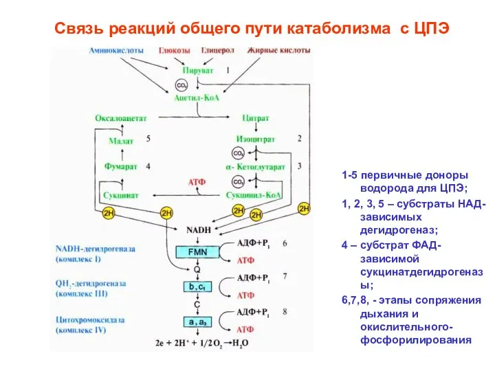 Связь реакций общего пути катаболизма с ЦПЭ 1-5 первичные доноры водорода