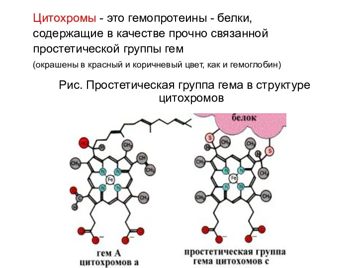 Цитохромы - это гемопротеины - белки, содержащие в качестве прочно связанной