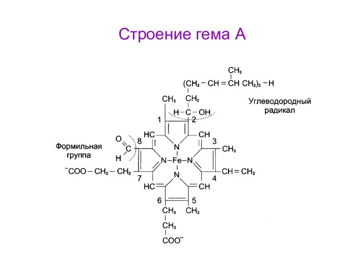 Строение гема А