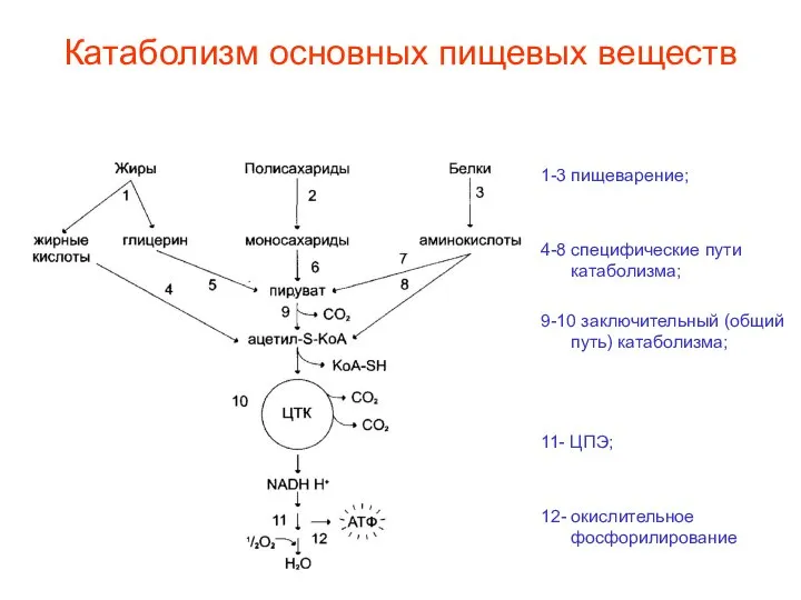 Катаболизм основных пищевых веществ 1-3 пищеварение; 4-8 специфические пути катаболизма; 9-10