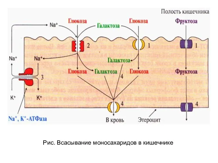 Рис. Всасывание моносахаридов в кишечнике