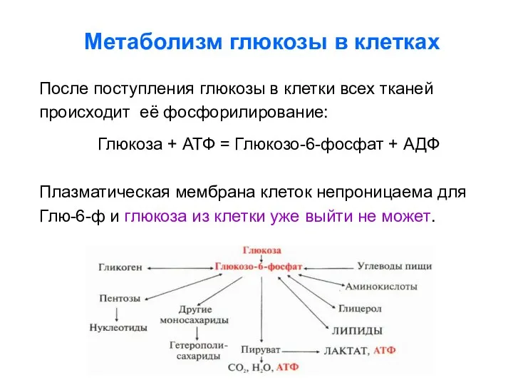 Метаболизм глюкозы в клетках После поступления глюкозы в клетки всех тканей