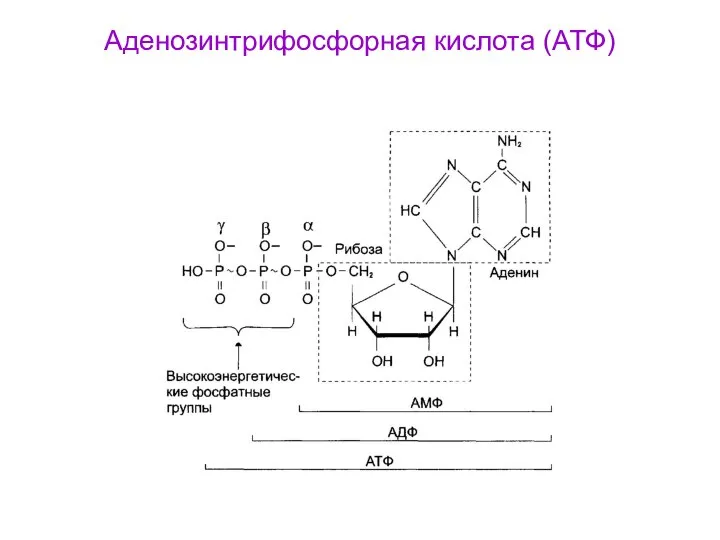 Аденозинтрифосфорная кислота (АТФ)