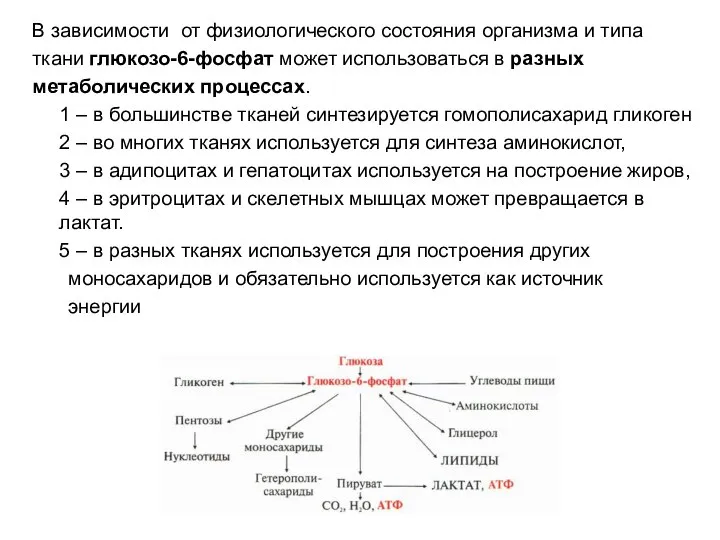 В зависимости от физиологического состояния организма и типа ткани глюкозо-6-фосфат может