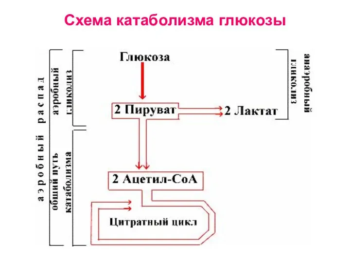 Схема катаболизма глюкозы